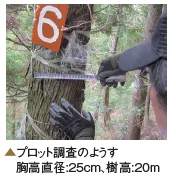 朽木の山林