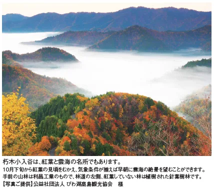 朽木の山林の現在